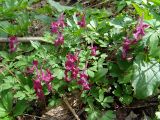 Corydalis caucasica