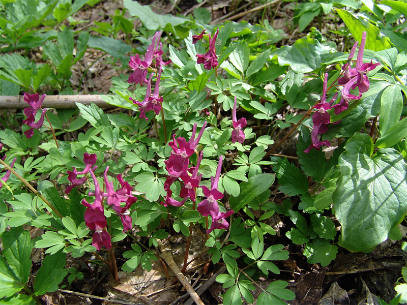 Image of Corydalis caucasica specimen.