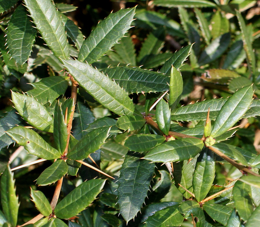 Изображение особи Berberis veitchii.