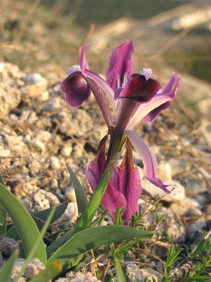 Image of Iris pumila specimen.