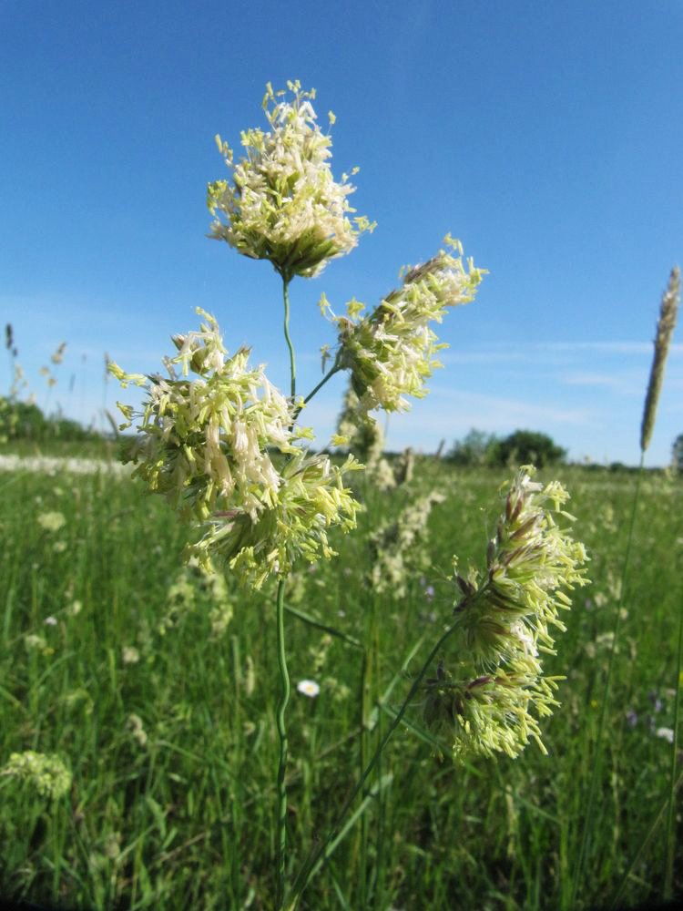 Изображение особи Dactylis glomerata.