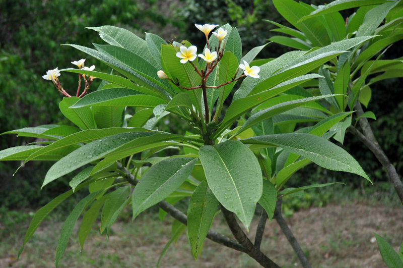 Изображение особи Plumeria rubra var. acutifolia.