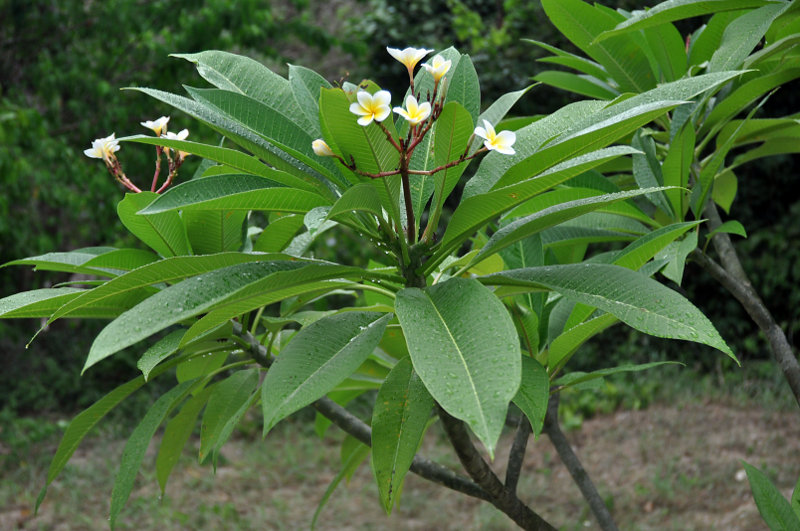 Image of Plumeria rubra var. acutifolia specimen.