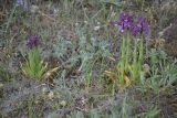 Anacamptis morio подвид caucasica. Цветущие растения. Крым, Ленинский р-н, Опукский заповедник. 26.04.2014.