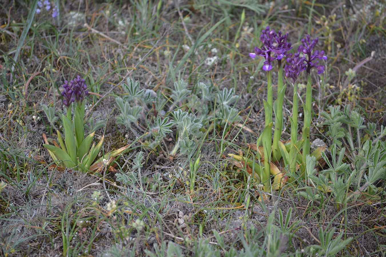 Image of Anacamptis morio ssp. caucasica specimen.