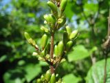 Syringa josikaea