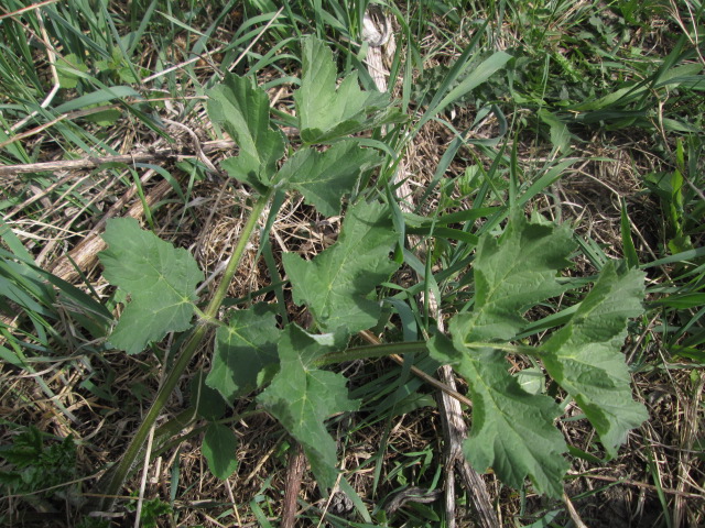 Изображение особи Heracleum sibiricum.