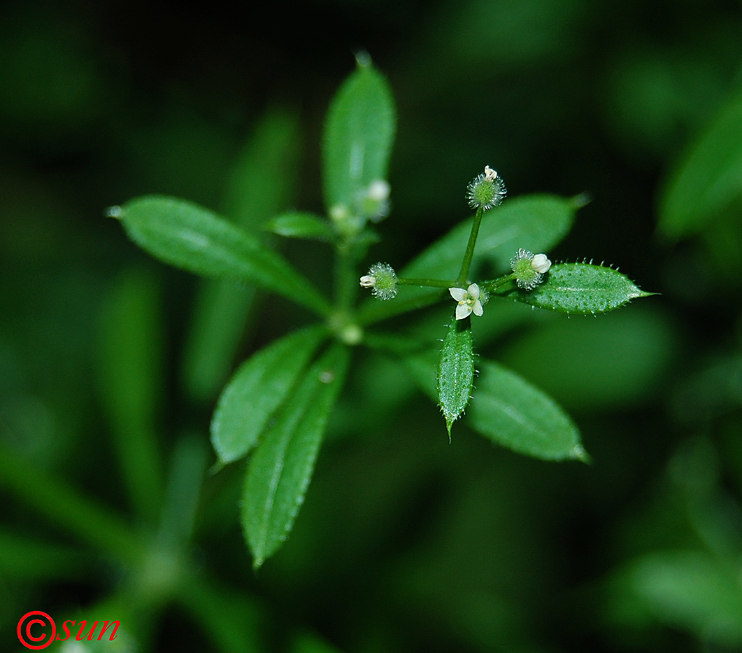 Image of Galium aparine specimen.