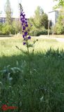 Delphinium hispanicum