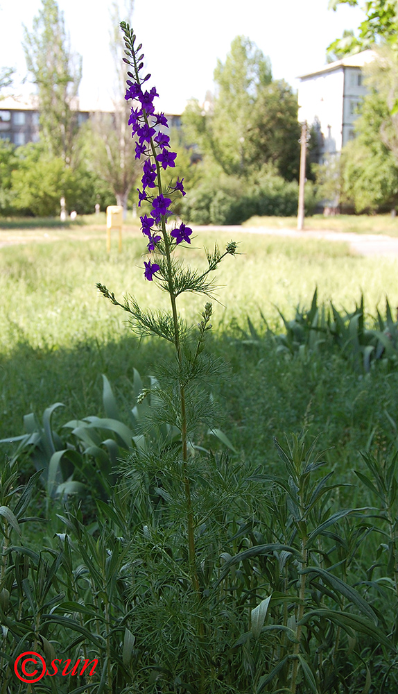 Image of Delphinium hispanicum specimen.