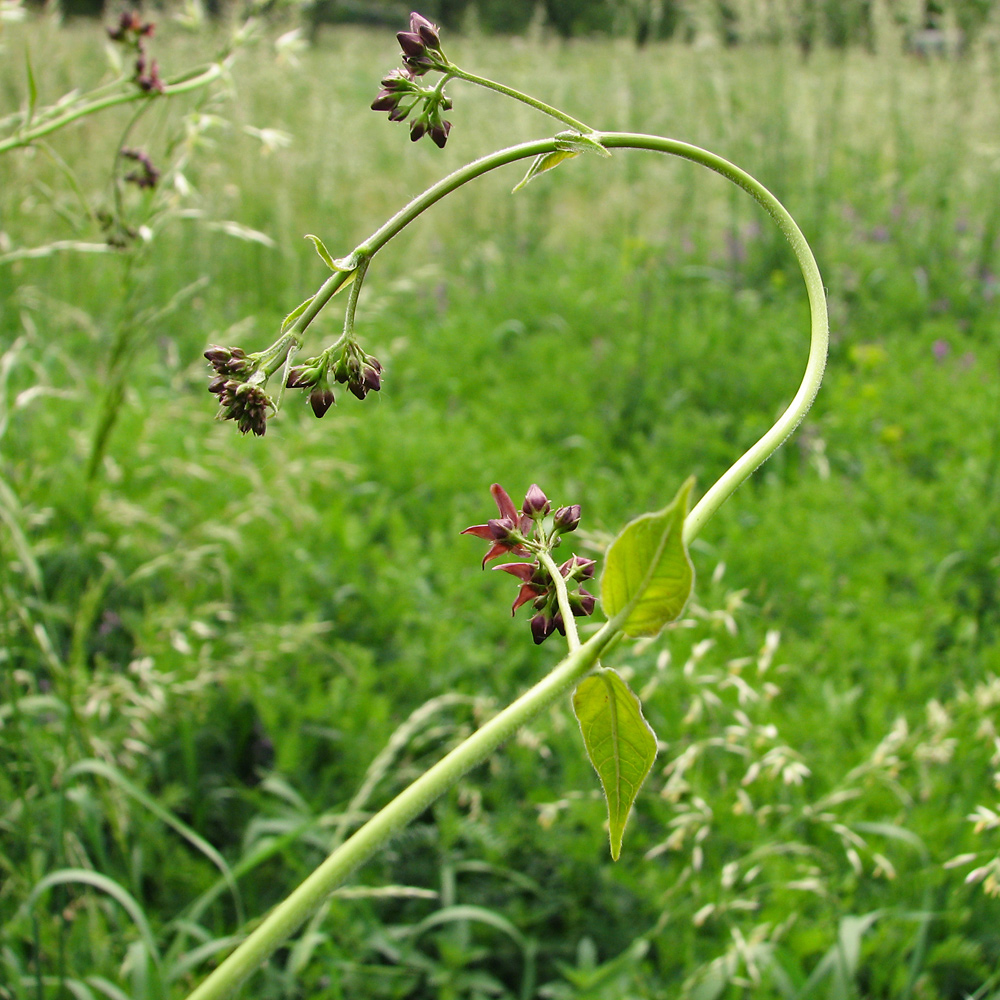 Image of Vincetoxicum rossicum specimen.