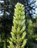 Eremurus × isabellinus. Верхняя часть соцветия с бутонами. Германия, г. Дюссельдорф, Ботанический сад университета. 02.06.2014.