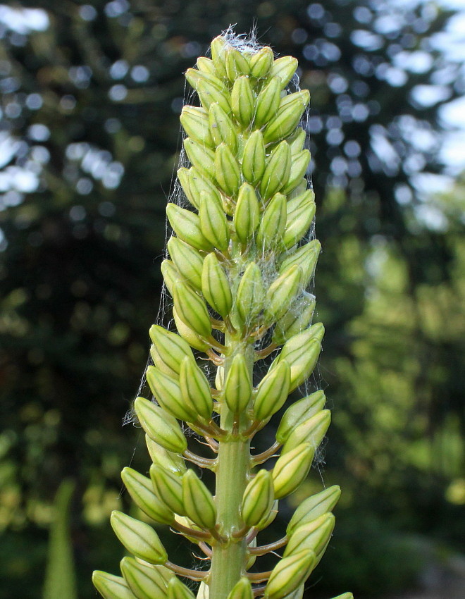 Image of Eremurus &times; isabellinus specimen.