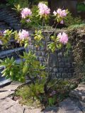 genus Rhododendron. Цветущее растение. Украина, Львовская обл., Дрогобычский р-н, г. Трускавец, в культуре. 10.06.2014.