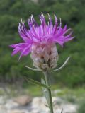 Image of taxon representative. Author is Татьяна Винокурова