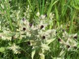 Nonea rossica