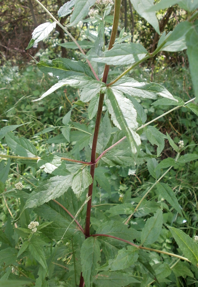 Image of Eupatorium cannabinum specimen.