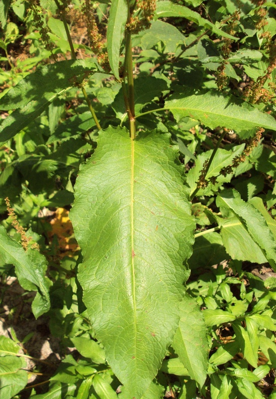 Image of Rumex sylvestris specimen.