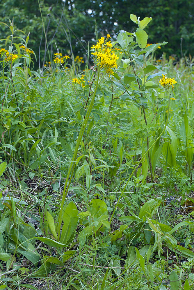 Изображение особи Crepis praemorsa.