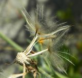 Tragopogon heterospermus. Облетающее соплодие. Калининградская обл., Зеленоградский р-н, Куршская коса, авандюна со стороны Балтийского моря. Июль 2014 г.