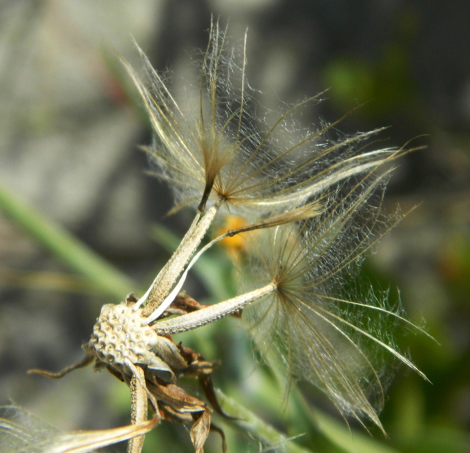 Image of Tragopogon heterospermus specimen.