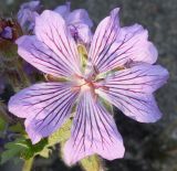 Geranium renardii. Цветок. Германия, г. Дюссельдорф, Ботанический сад университета. 03.06.2014.