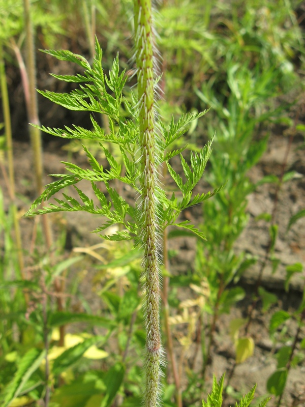 Изображение особи Chaerophyllum prescottii.