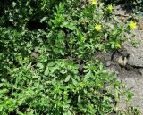 Potentilla subspecies paradoxa