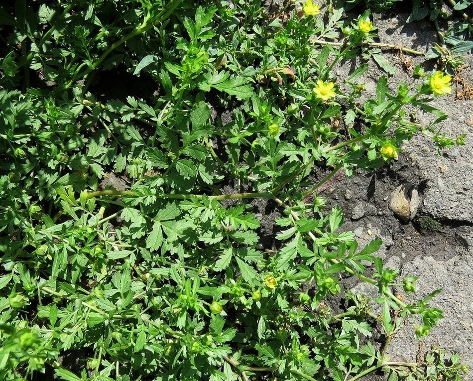 Image of Potentilla supina ssp. paradoxa specimen.