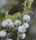 Juniperus foetidissima