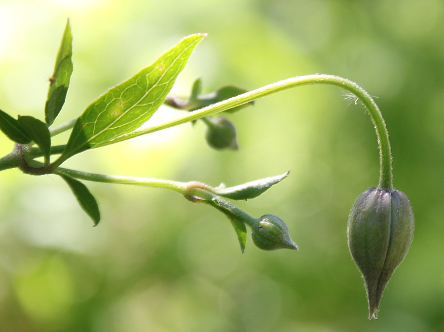 Image of genus Clematis specimen.