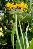Inula helenium. Верхушки побегов с соцветиями. Германия, г. Дюссельдорф, Ботанический сад университета. 03.07.2014.