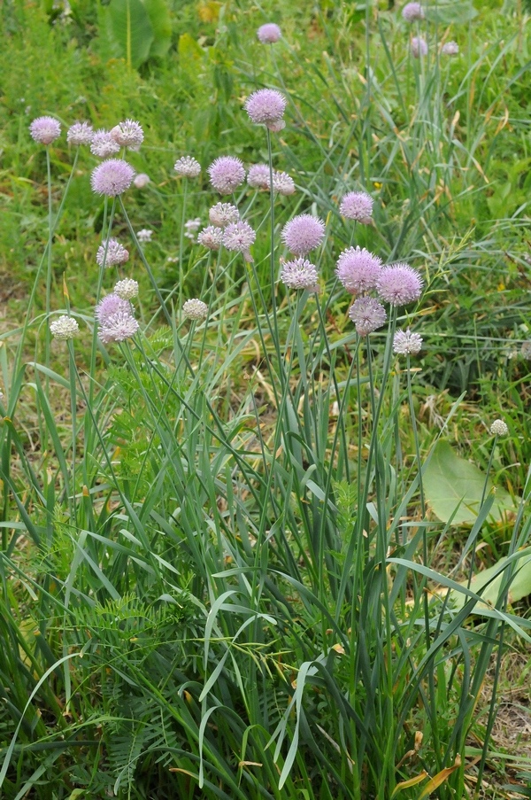 Изображение особи Allium hymenorhizum.