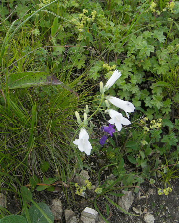 Изображение особи Campanula praealta.