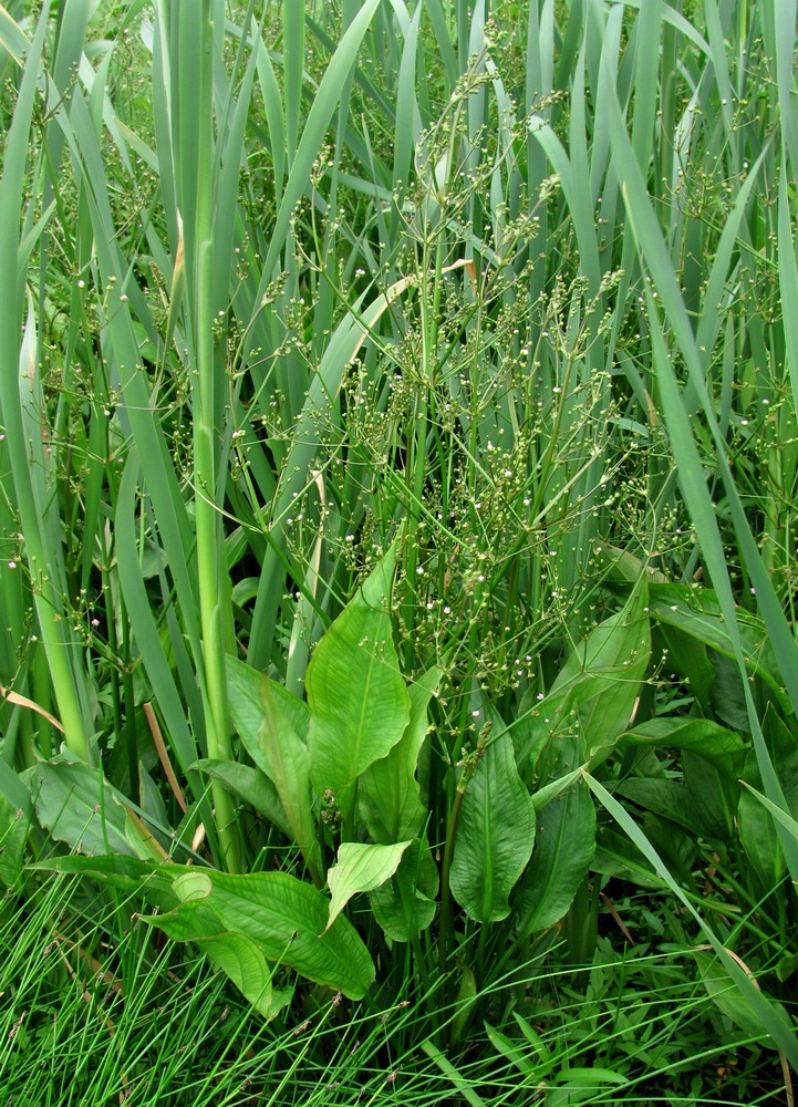 Image of Alisma &times; rhicnocarpum specimen.