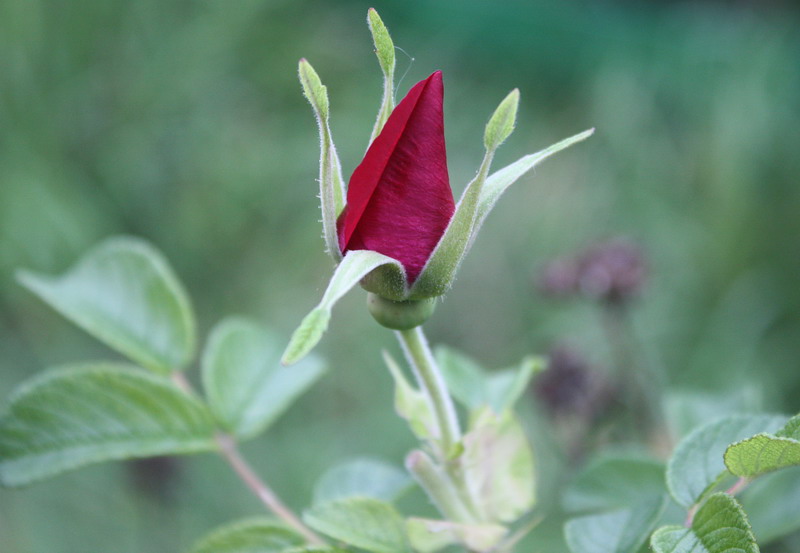 Image of Rosa rugosa specimen.