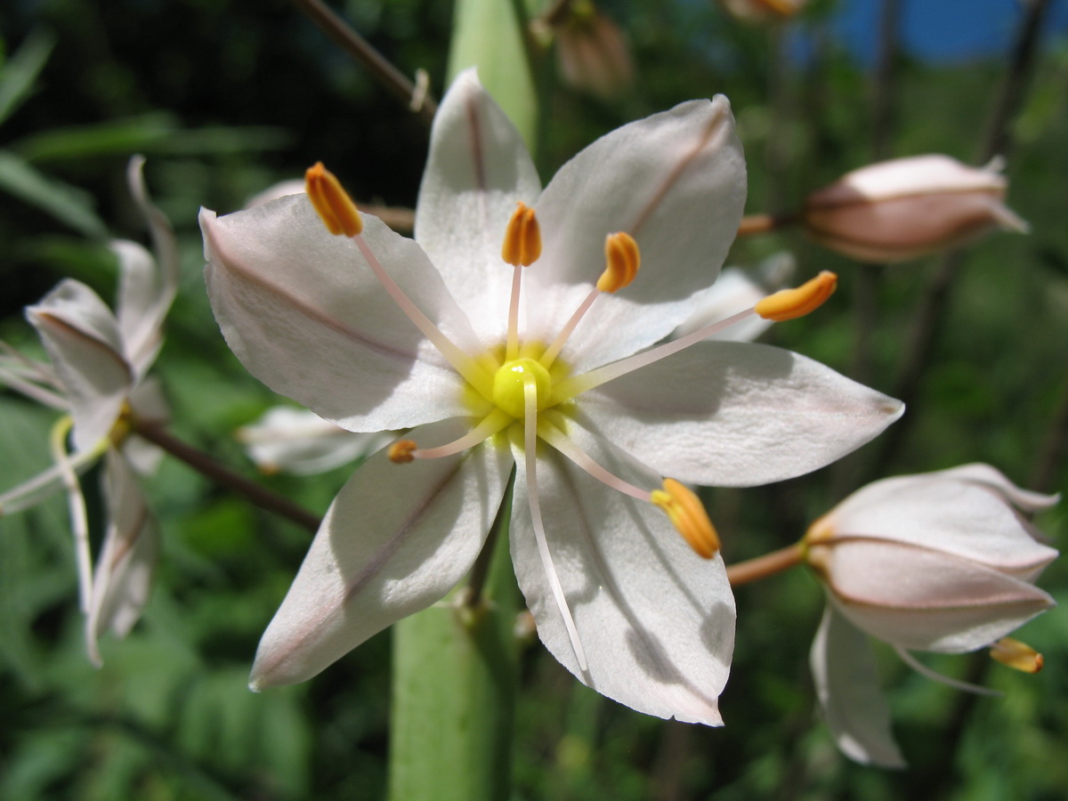 Изображение особи Eremurus robustus.