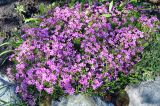 Phlox subulata. Цветущие растения. Соловецкие острова, остров Большой Соловецкий, ботанический сад Соловецкого музея-заповедника. 07.07.2014.