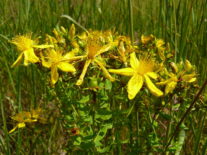 Изображение особи Hypericum perforatum.