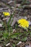 род Taraxacum. Цветущее растение. Южный Казахстан, левобережье Сыр-Дарьи выше Сюткента. 30.03.2014.