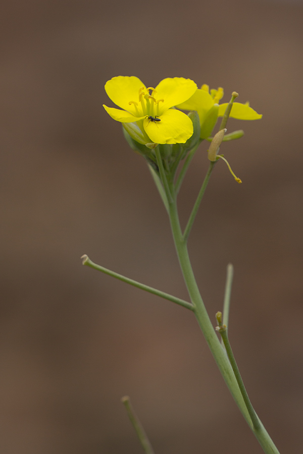 Image of Diplotaxis tenuifolia specimen.