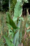 Convolvulus arvensis