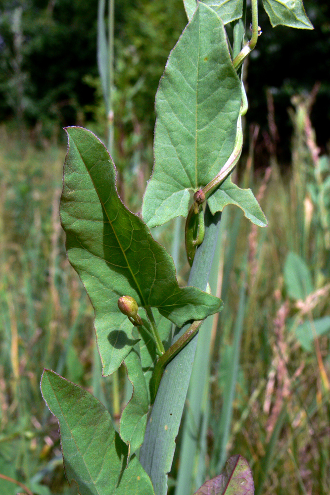 Изображение особи Convolvulus arvensis.