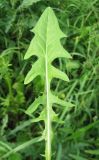 Crepis biennis