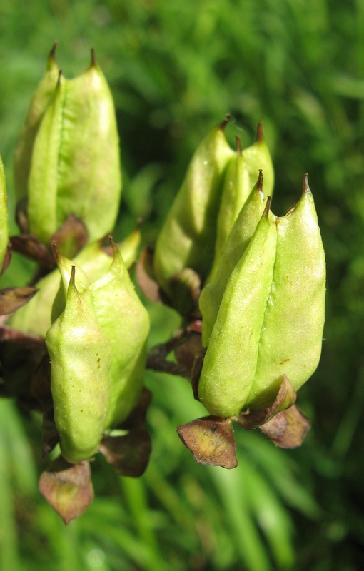 Изображение особи Veratrum nigrum.