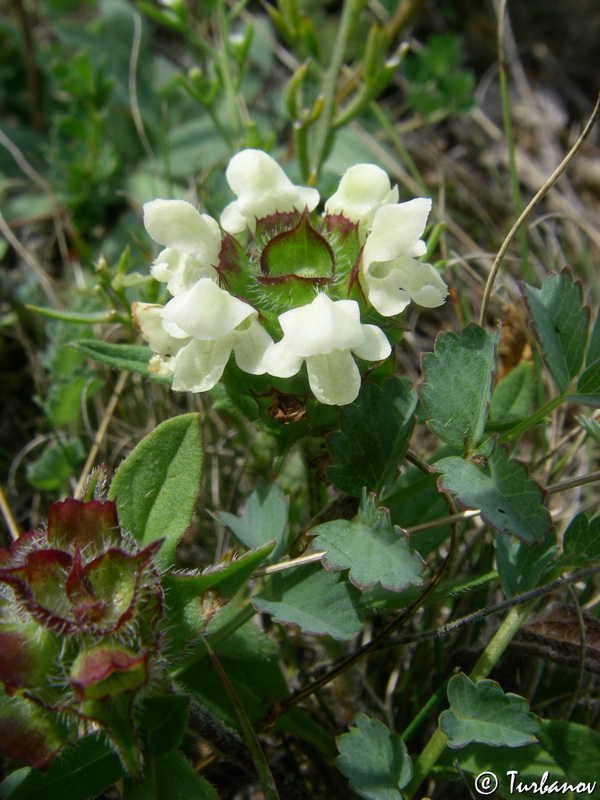 Image of Prunella laciniata specimen.