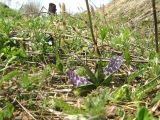 Dactylorhiza aristata