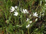 Ornithogalum kochii