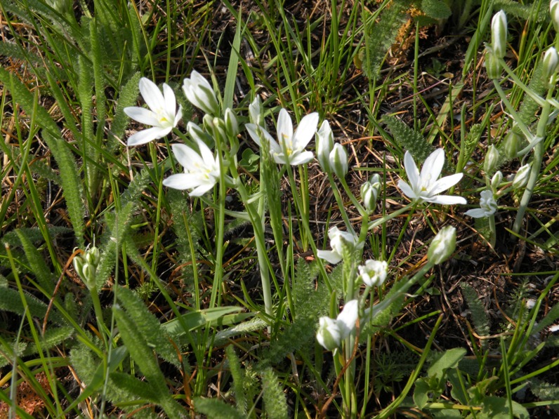 Image of Ornithogalum kochii specimen.