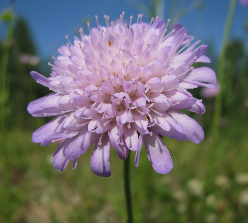 Image of Knautia arvensis specimen.